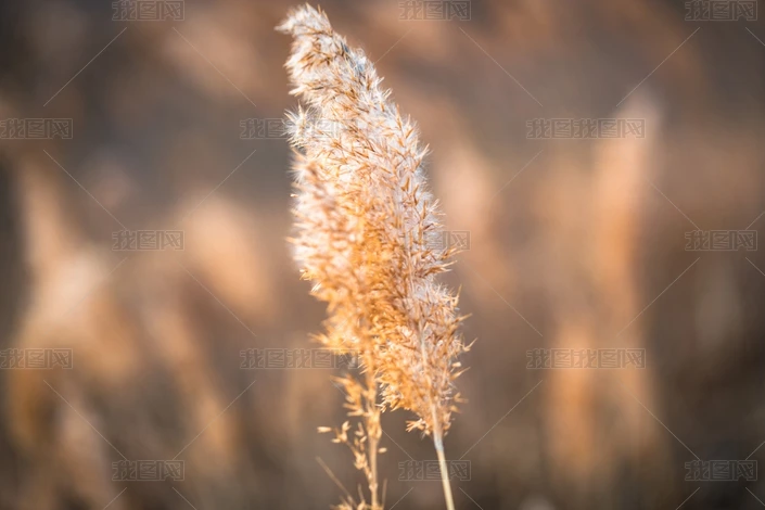 ӱɫ