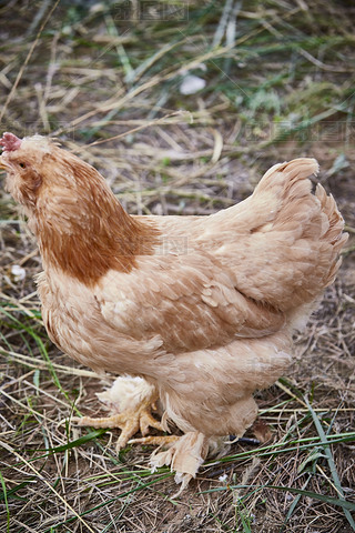 ɢB(yng)B(ti)ɢڲݵϵĽu