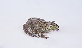 rţ