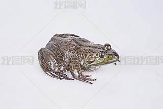 rţ