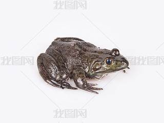 rrţ