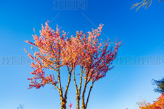 ϴo(w)ɽѻ(yng)еęѻ