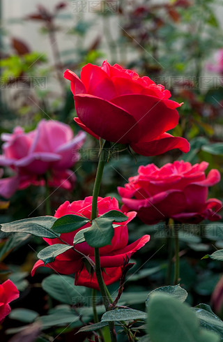 ʒɽľ(chng)ʢ_rGõ廨