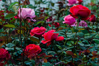 ʒɽľ(chng)ʢ_rGõ廨