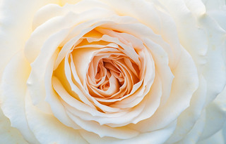 ʒɽľ(chng)ʢ_rGõ廨