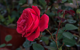 ʒɽľ(chng)ʢ_rGõ廨