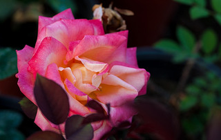 ʒɽľ(chng)ʢ_rGõ廨