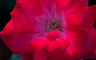 ʒɽľ(chng)ʢ_rGõ廨