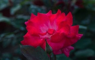 ʒɽľ(chng)ʢ_rGõ廨