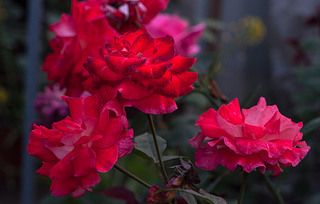 ʒɽľ(chng)ʢ_rGõ廨