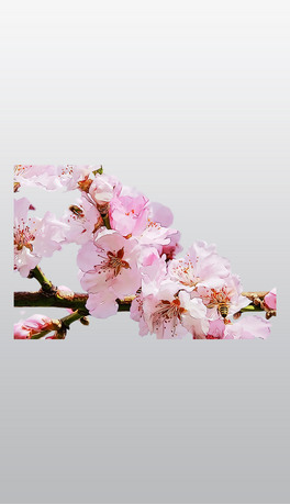 ɫѻͨ宋⓸͸pngDƬز