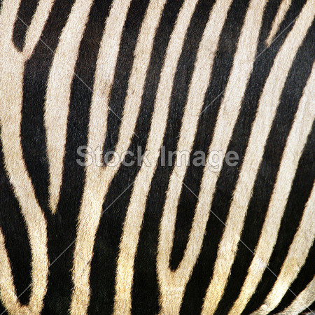 动物打印、 斑马纹理背景黑色和白色颜色(图片