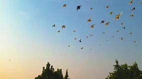 鸽子飞翔自由向往、飞翔的鸽子素材