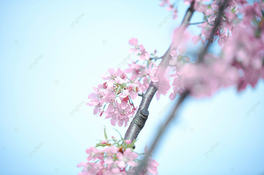 zӰDѻ̤