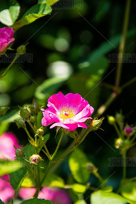 ۺɫĻ rosa multiflora var carnea  Ӱͼ ֲ