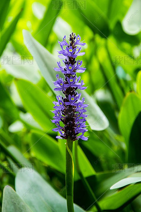 pontederia cordata ɫ Ӱͼ ֲ