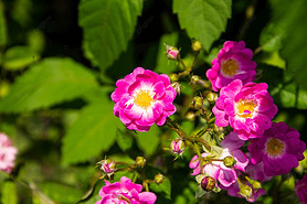 ۺɫĻ rosa multiflora var carnea ֲӰ ͼ