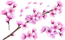ѻ֦cʸD
