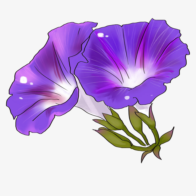 手绘紫色牵牛花插画图片素材(psb格式)免费下载_其他