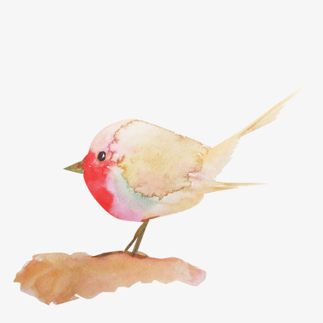 小鸟图片大全高清图 8258e61120c464d9e7c75d8ae5004c68.jpg