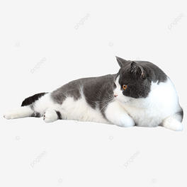 ĳë؈