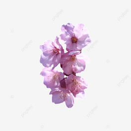 ɫѻ