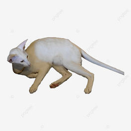 ɐ؈