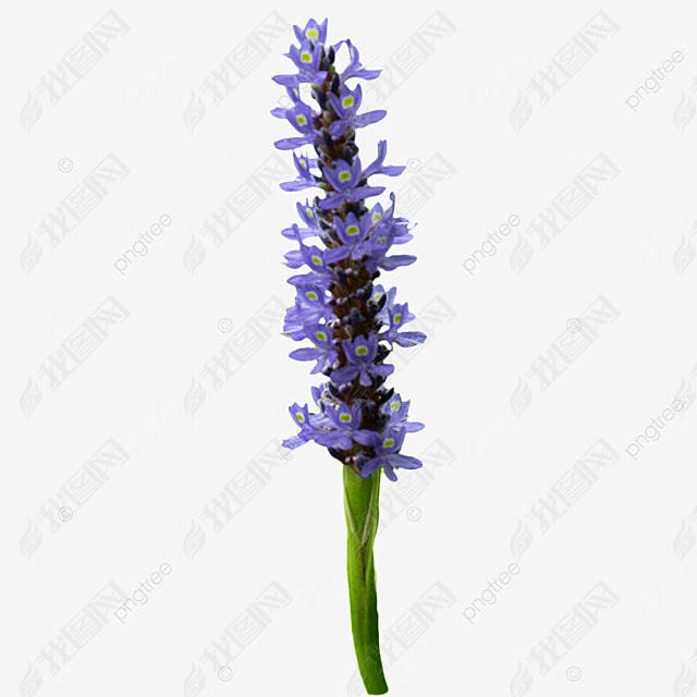 ɫĻ pontederia cordata  ֲ Ӱ ͼƬ ʻ