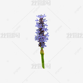 ɫĻ pontederia cordata  ֲ  Ӱͼ