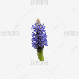 ɫĻ pontederia cordata ֲﻨӰͼ