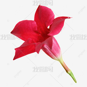 mandevilla ɫ仨ֲӰͼ