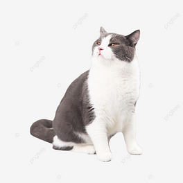 ؈βɔzӰDƬ