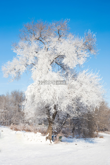 北方冬季冬天雾凇雪景雪地滑雪树挂
