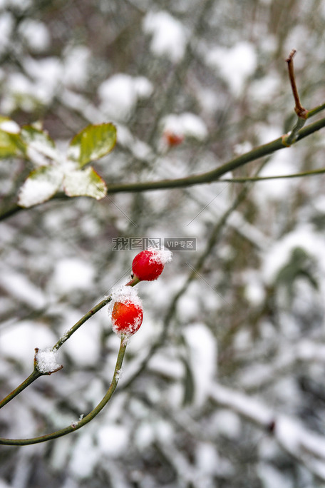 雪季红果