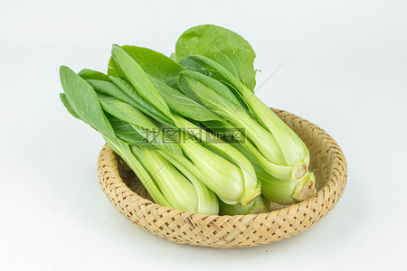 上海青小油菜
