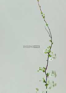 龙柳