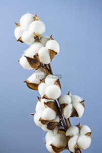 新疆棉花