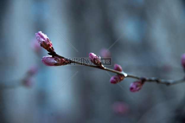 早晨带露水的花骨朵