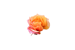 õ廨¼@zӰ⓸Ԫ