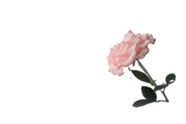 żRZrƬز⓸Ԫ