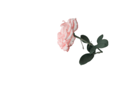 żRZrƬز⓸Ԫ