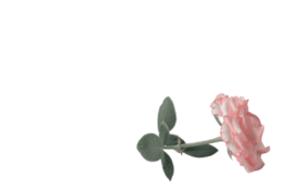 żRZrƬز⓸Ԫ