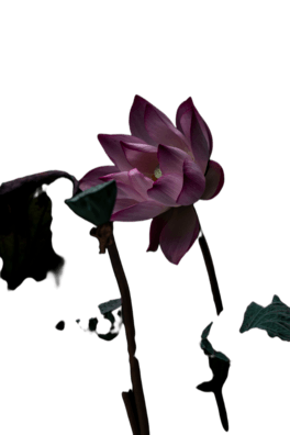 @ ɻ⓸Ԫ