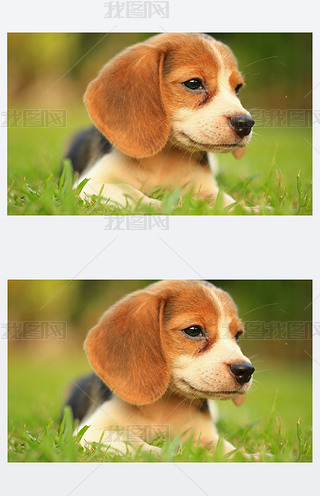 ȻľGɫϵСCȮƷN