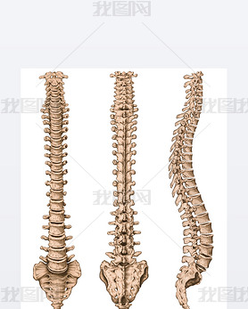 Anatomy of human bony system, human skeletal system, the skeleton, spine, columna vertebralis, verte