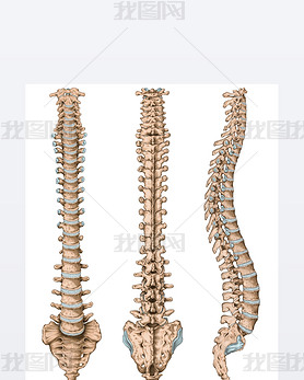 Anatomy of human bony system, human skeletal system, the skeleton, spine, columna vertebralis, verte