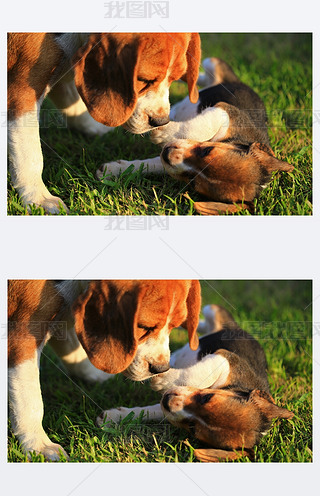 ȻľGɫϵСCȮƷN