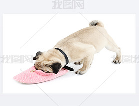 Ȥ ɰͻõ pug ϰɫЬ