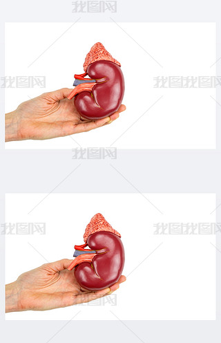 ɫϵIģ