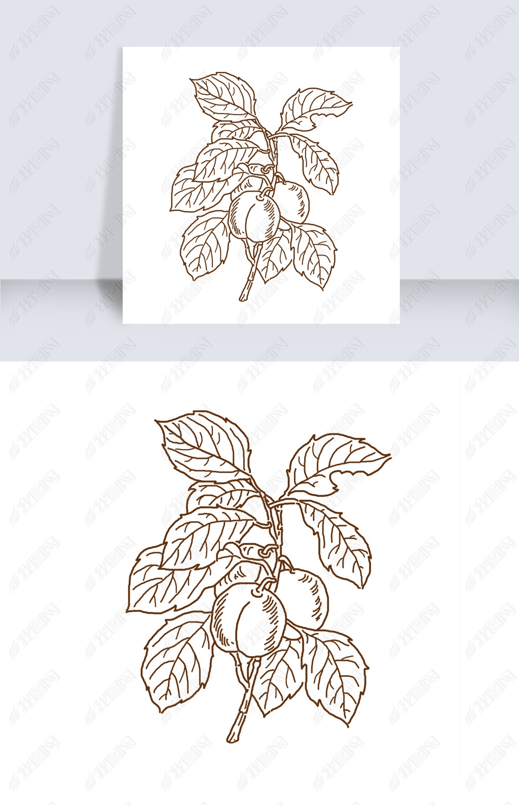 手绘线描李子插画